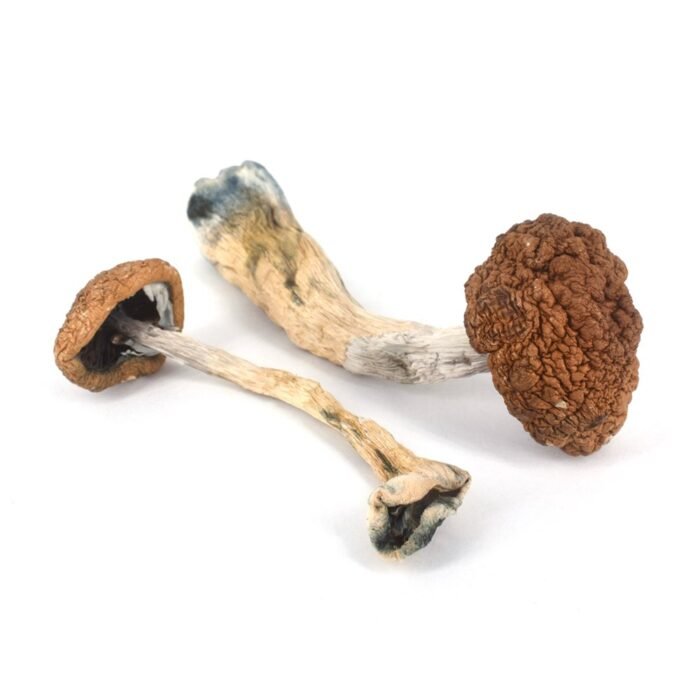 Golden Teacher Shrooms for sale online