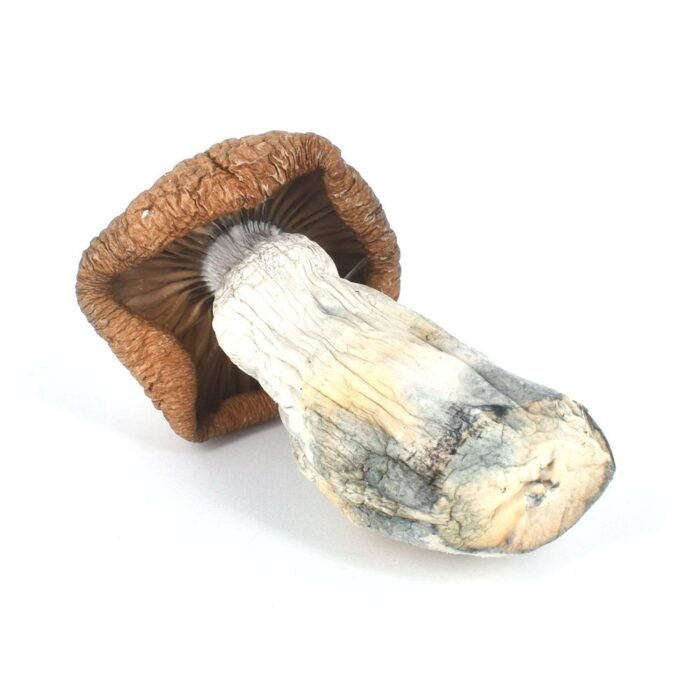 Buy King Kong Shrooms online USA