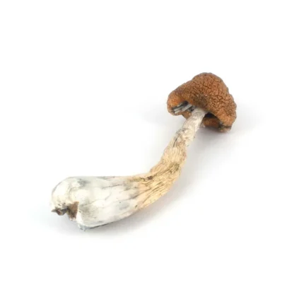 Buy Melmac Shrooms Online