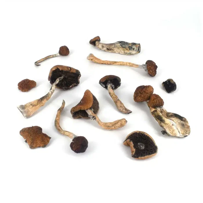 Mexicana Shrooms for sale online